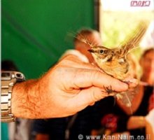 ציפור שטובעה בארץ, נתפסה שוב כשהיא מסמנת נתיב הנדידה צפרות: ציפור שטובעה בארץ, נתפסה שוב מסמנת נתיב הנדידה